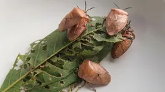  Kako se riješiti smrdljivih buba ovog proljeća i spriječiti njihov povratak