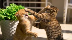 Zašto moja mačka ne voli druge mačke?