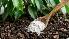 Prekopao sam tlo i dodao samo jednu žlicu da fikus naraste u bujni grm: rezultati govore sami za sebe.